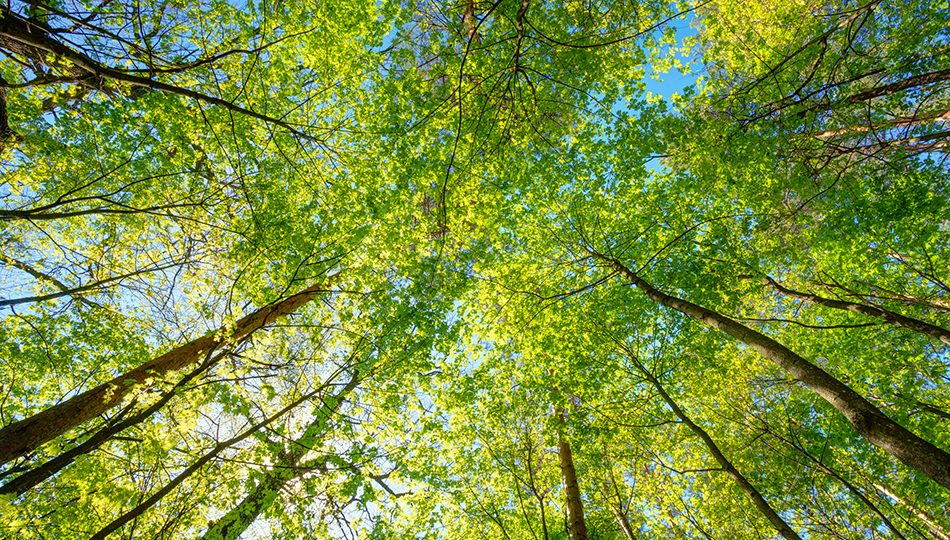 Shutterstock 380464495950X540